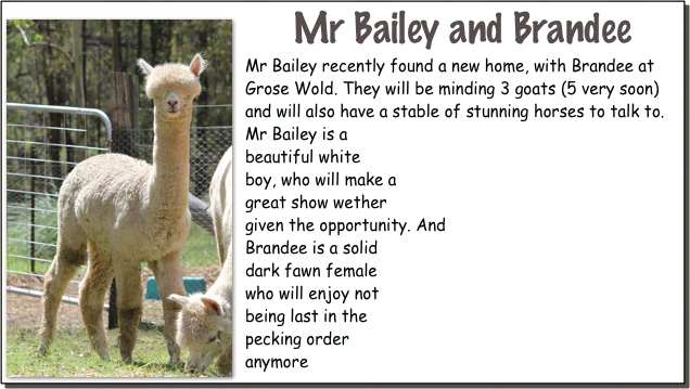 Mr Bailey￼ and Brandee
Mr Bailey recently found a new home, with Brandee at Grose Wold. They will be minding 3 goats (5 very soon) and will also have a stable of stunning horses to talk to. Mr Bailey is a 
beautiful white
boy, who will make a 
great show wether 
given the opportunity. And
Brandee is a solid
dark fawn female
who will enjoy not
being last in the
pecking order 
anymore