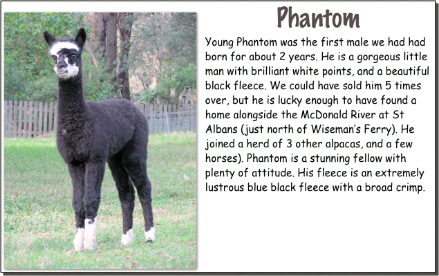 ￼Phantom
Young Phantom was the first male we had had born for about 2 years. He is a gorgeous little man with brilliant white points, and a beautiful black fleece. We could have sold him 5 times over, but he is lucky enough to have found a home alongside the McDonald River at St Albans (just north of Wiseman’s Ferry). He joined a herd of 3 other alpacas, and a few horses). Phantom is a stunning fellow with plenty of attitude. His fleece is an extremely lustrous blue black fleece with a broad crimp.  