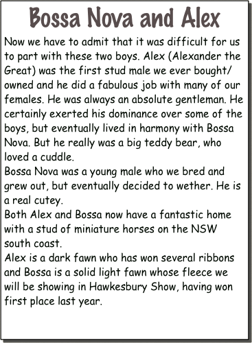 Bossa Nova and Alex          
Now we have to admit that it was difficult for us to part with these two boys. Alex (Alexander the Great) was the first stud male we ever bought/owned and he did a fabulous job with many of our females. He was always an absolute gentleman. He certainly exerted his dominance over some of the boys, but eventually lived in harmony with Bossa Nova. But he really was a big teddy bear, who loved a cuddle. 
Bossa Nova was a young male who we bred and grew out, but eventually decided to wether. He is a real cutey.
Both Alex and Bossa now have a fantastic home with a stud of miniature horses on the NSW south coast.
Alex is a dark fawn who has won several ribbons and Bossa is a solid light fawn whose fleece we will be showing in Hawkesbury Show, having won first place last year.