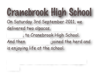 Cranebrook High School
On Saturday 3rd September 2011, we delivered two alpacas, Domino and Frances, to Cranebrook High School. 
And then Celtic Reign joined the herd and is enjoying life at the school.

Click her for the story of how they got there.